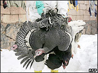 Türkiye'deki itlaf çalışmaları