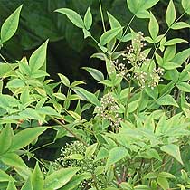 Nandina domestica