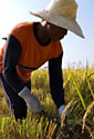A woman in a paddy field in the Philippines