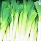 Bunch of fresh leeks