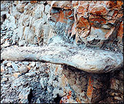 Fossil in the cliffs at Walton-on-The-Naze