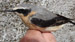 Male Wheatear, by Neville McKee