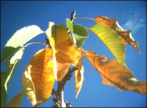 اميرحسين بيگدلی