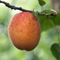 Apricot