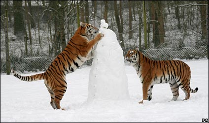 tigerinthesnow.jpg