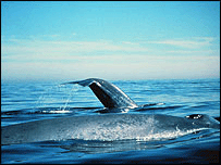 Modrá velryba v Chile