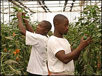 Tomateiros na fazenda Terra Verde em Angola
