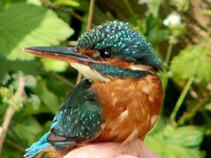 Lemsford (Image: Kingfisher c/o Clare Gray, Herts Wildlife Trust)