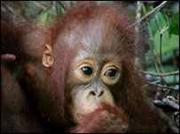 Orangotango de Sumatra