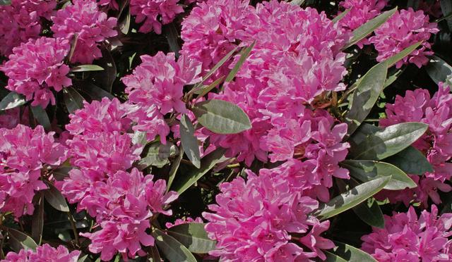 Rhododendrons (image: Paul Hobson / NPL)