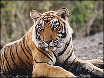 Hổ - ảnh tư liệu