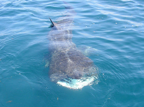 Basking Shark pictures taken whilst sailing across Falmouth bay by Tony Morcom.