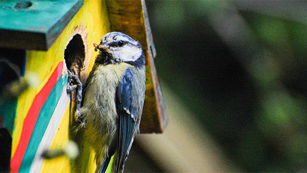 A blue tit bringing food back to a nest box. Image by Arwyn Harris.