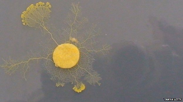Slime mould Physarum polycephalum