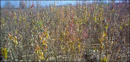 قوري يا بزغلې اچول 