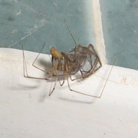 Daddy Long Legs Spider.