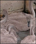 Young cygnets at Abbotsbury