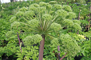 Angelica archangelica