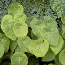 Epimedium