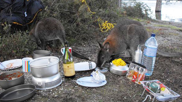 The wallabies investigated the camp...