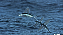 A flying fish bursts from the water