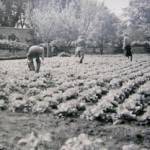 Auntie Dorrie pictured with the rest of the Land Girls working in the lettuce garden.