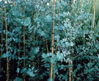 Eucalyptus Gunnii