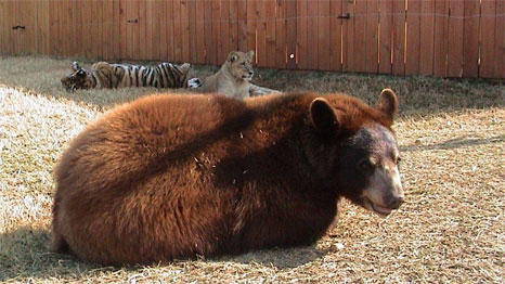 Baloo, Shere Khan e Leo. Foto: noahs-ark.org - Locust, GA
