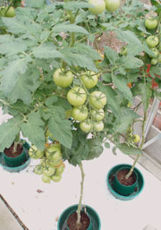 My own crop of Shirley Tomatoes about 3 years ago (white polythene on the floor to reflect the light, especially important in the early season)