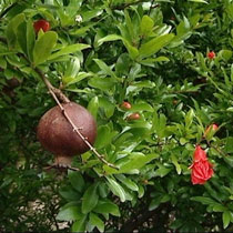 Pomegranate