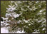 Trees in the snow