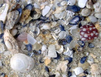Shells on a beach