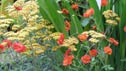 Plant combinations