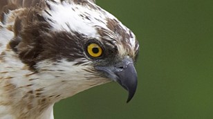 Osprey by Nature Picture Library