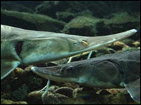Sturgeon