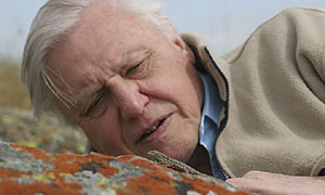 A Life In Cold Blood: Sir David Attenborough and a sideblotched lizard (uta stansburiana)