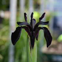 Iris chrysographes