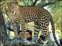 सरिस्का में वनराज का अंदाज़