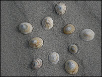 10shells_203.jpg