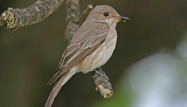 Spotted Flycatcher by John Harding/BTO