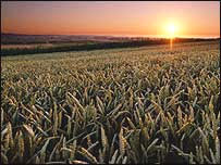 GM Crop