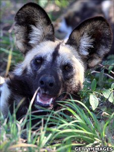African wild dog