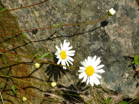 tarbert flowers, Harris