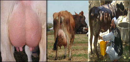 دغوا دغولانځې ناروغي