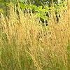 Calamagrostis 'Karl Foerster'