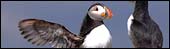 Puffin. Photo: Terry Cavner