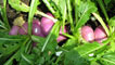 Turnips