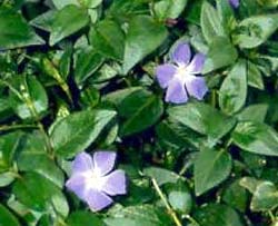 Periwinkles