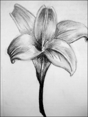 Flower drawing