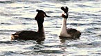 Great crested grebe. Ian Keattch